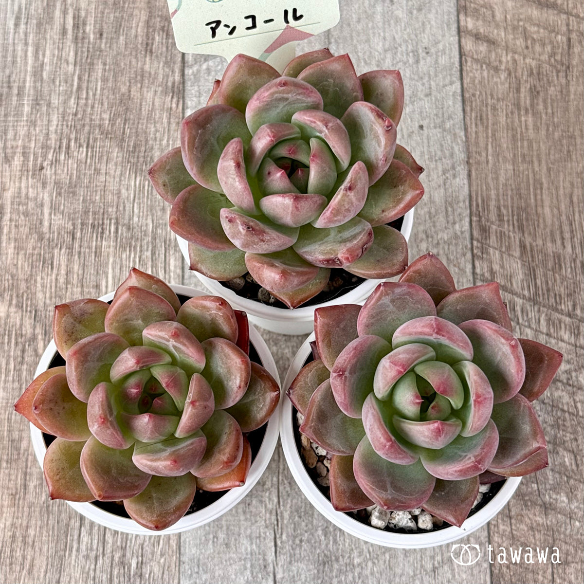 New Arrival* Cubic Frost