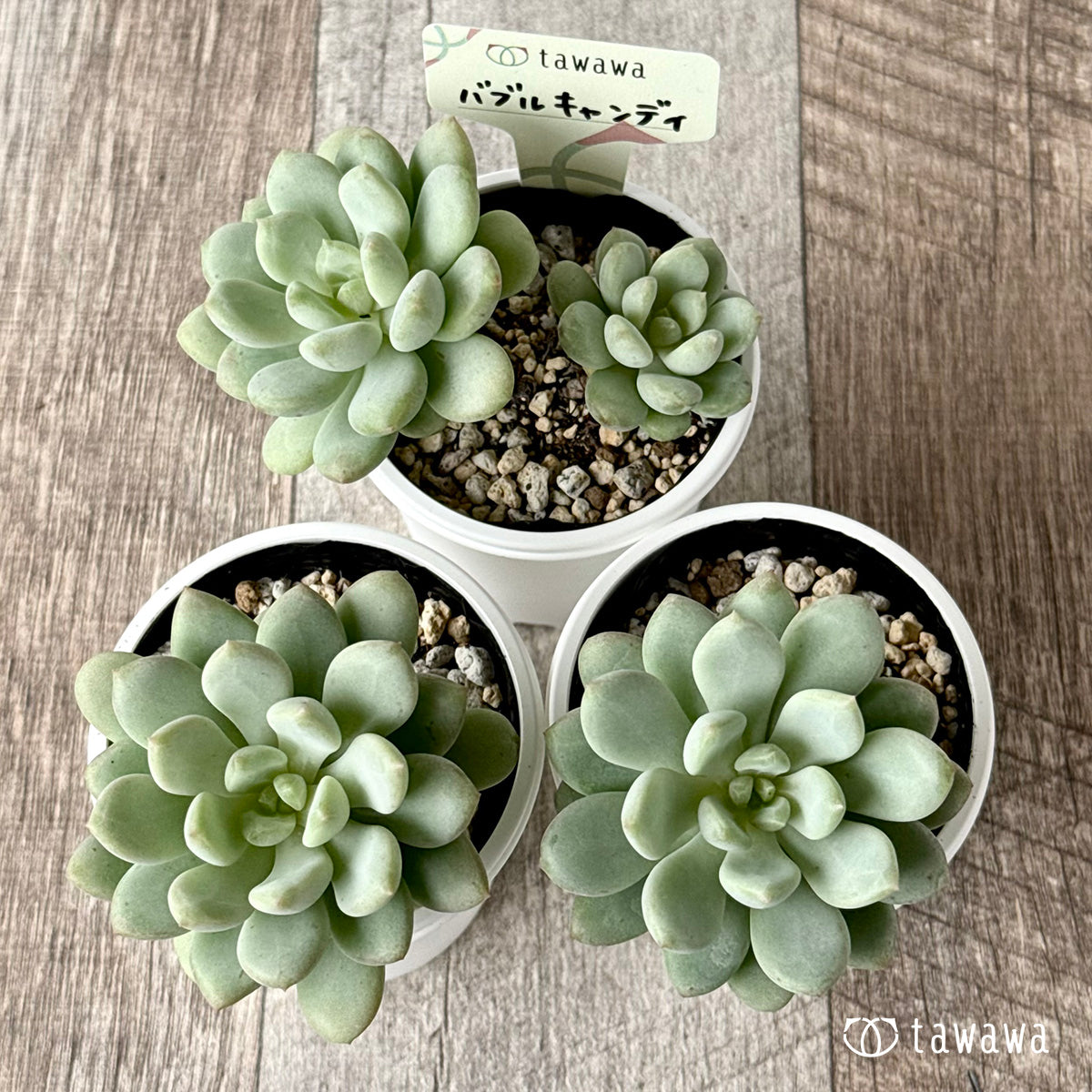 多肉植物 バブルキャンディ リエール苗 新発売＊ バブルキャンディー【tawawaハウス苗】 – 多肉植物の