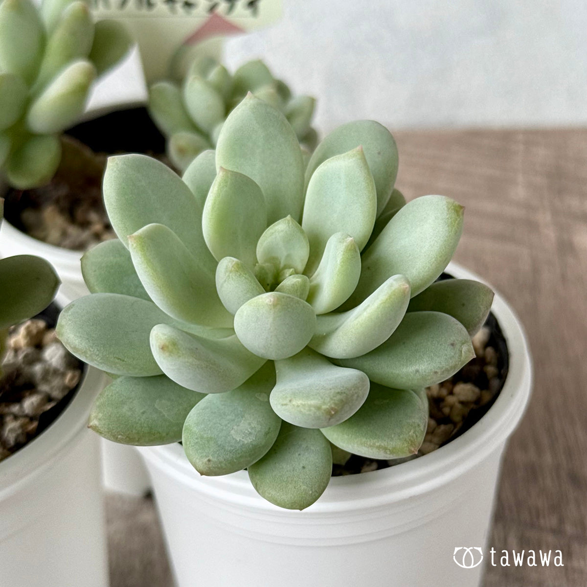 多肉植物 バブルキャンディ リエール苗 新発売＊ バブルキャンディー【tawawaハウス苗】 – 多肉植物の