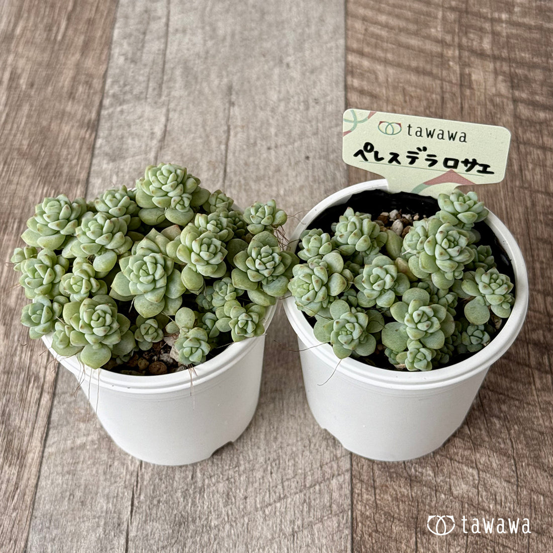 ＊新発売＊　ペレスデラロサエ【tawawaハウス苗】