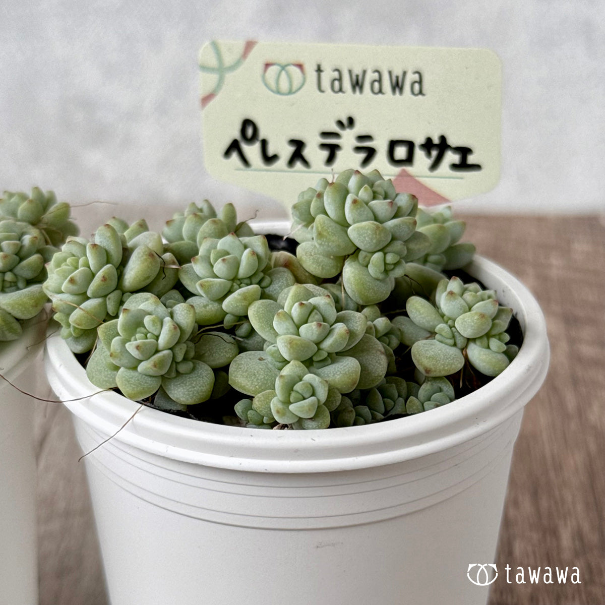 ＊新発売＊　ペレスデラロサエ【tawawaハウス苗】