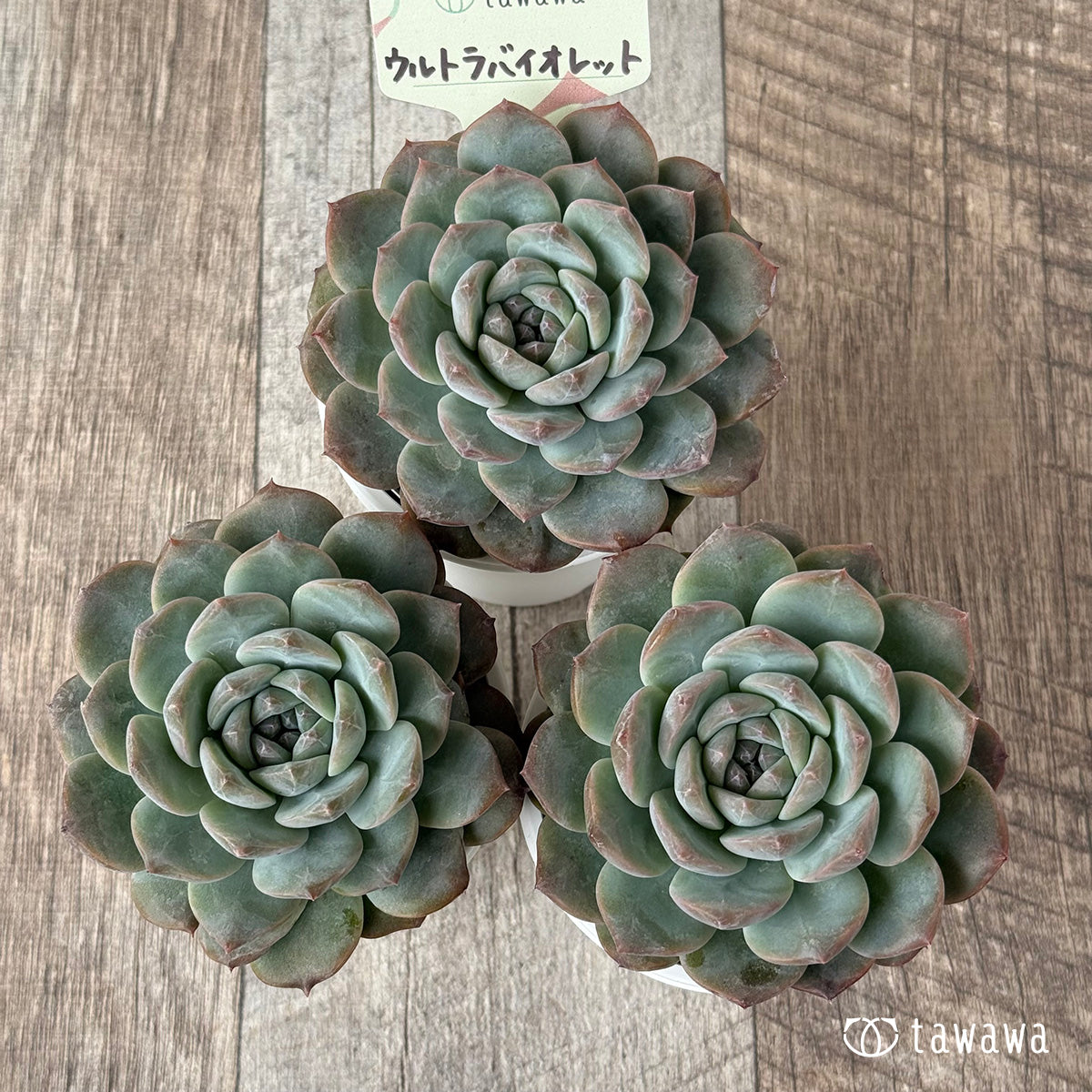 ＊新発売＊　ウルトラバイオレット【tawawaハウス苗】