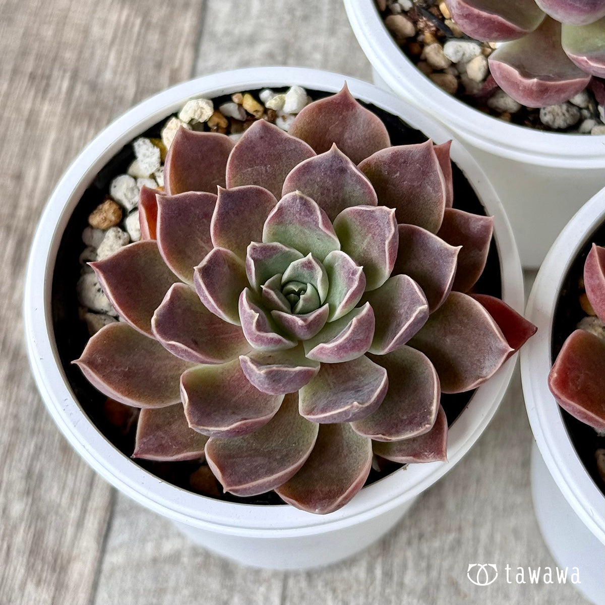 champhy seedlings – tagged 