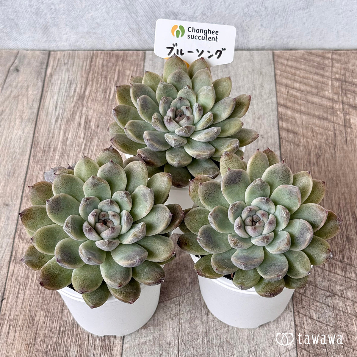 2.【チャンヒー農園苗】10/10発売tawawaハウス苗 – 多肉植物の