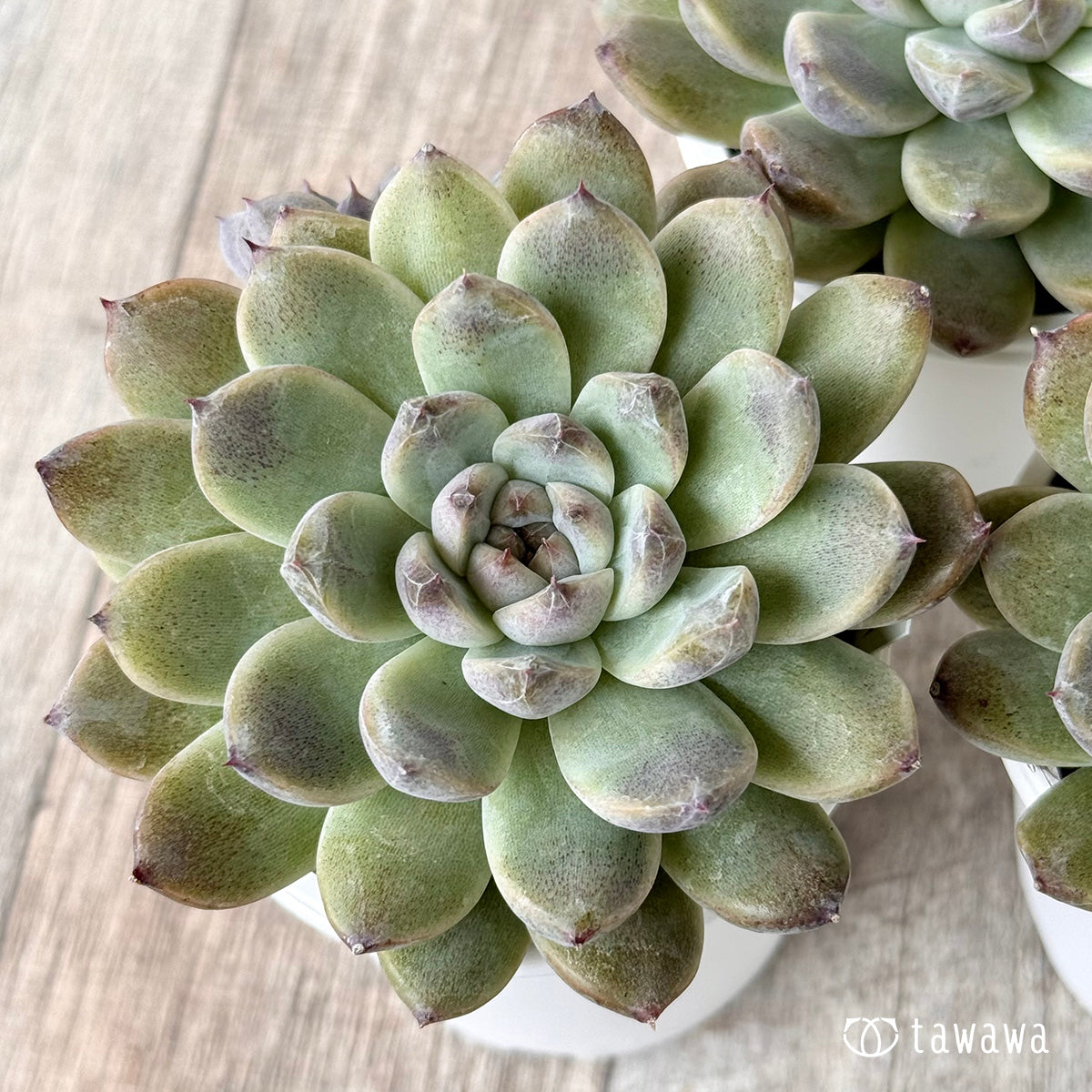 2.【チャンヒー農園苗】10/10発売tawawaハウス苗 – 多肉植物の