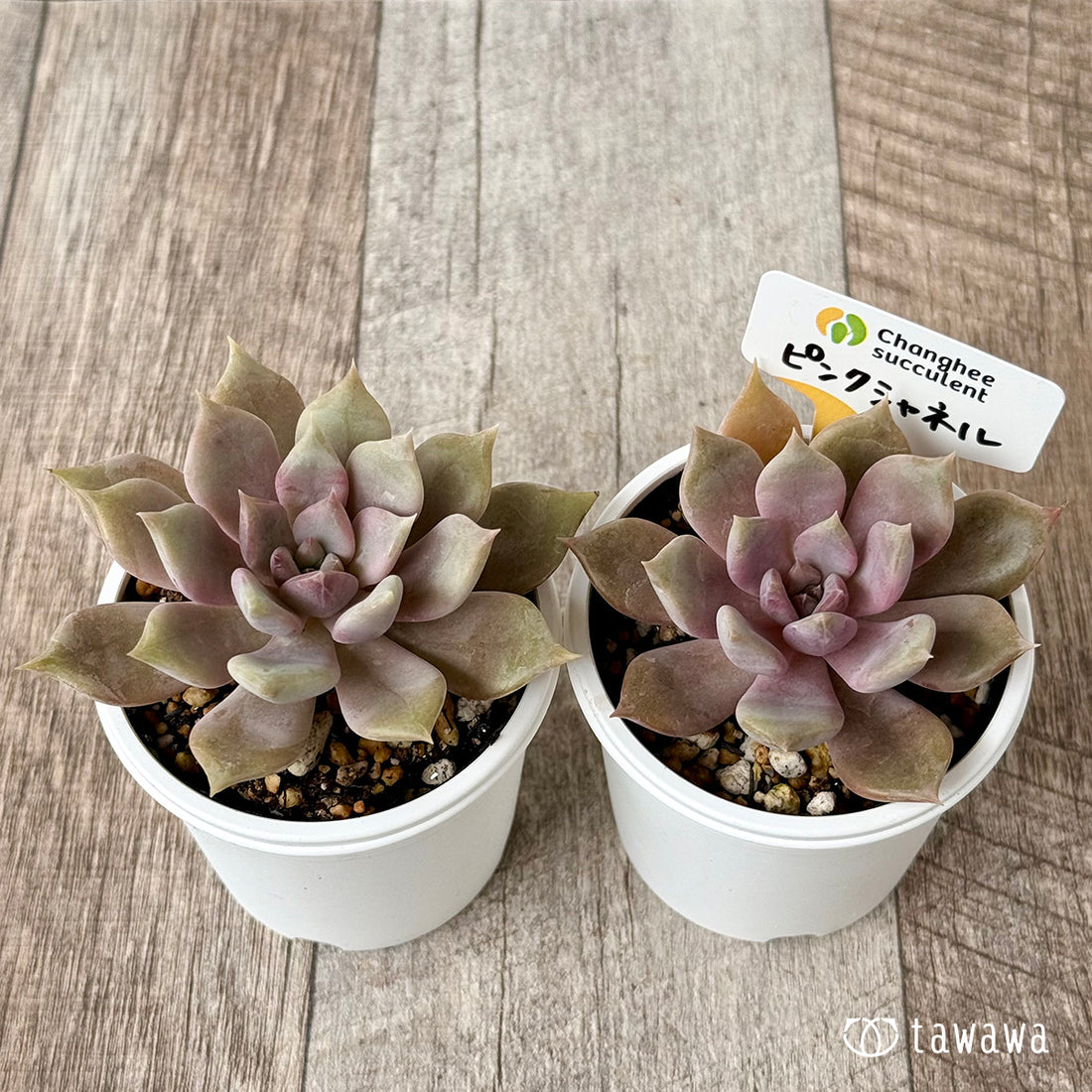 New Arrivals: Ice Green
