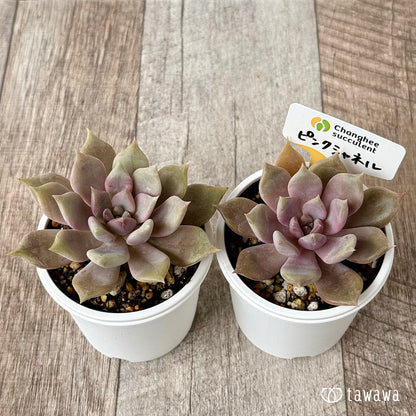 New Arrivals: Ice Green