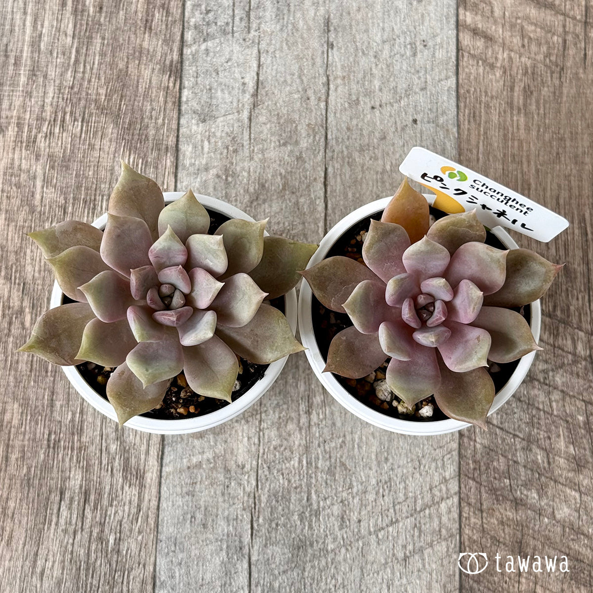 New Arrivals: Ice Green