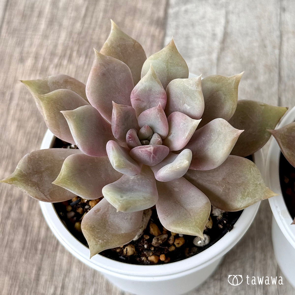 多肉植物 韓国苗 Echeveria1129-MD-MIX124多肉植物 寄せ植えに♪（お