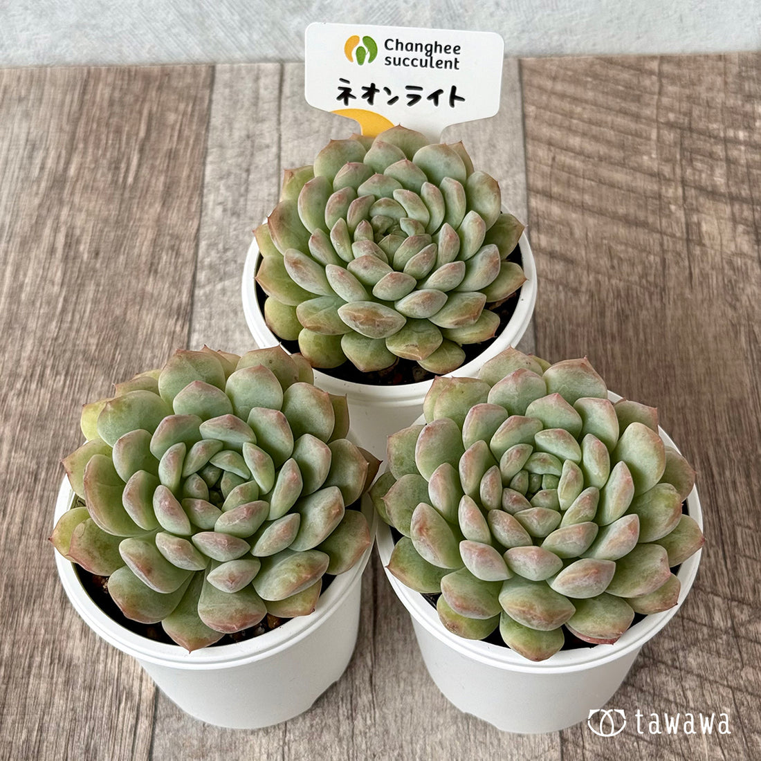 New Arrivals: Ice Green