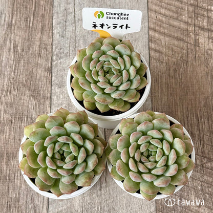 New Arrivals: Ice Green