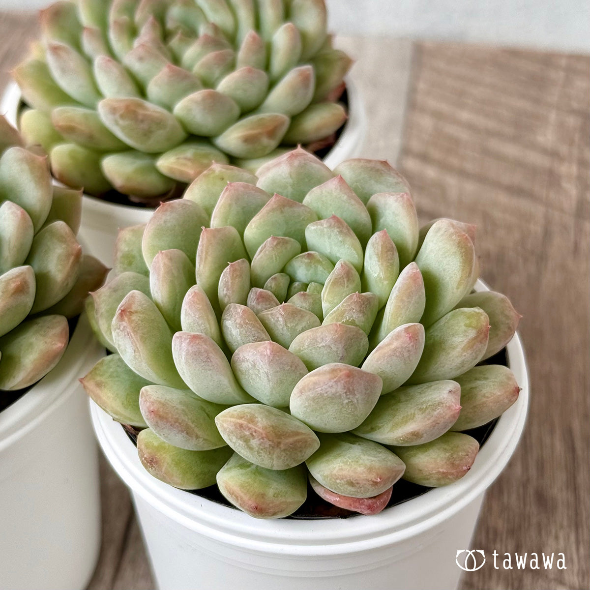 New Arrivals: Ice Green