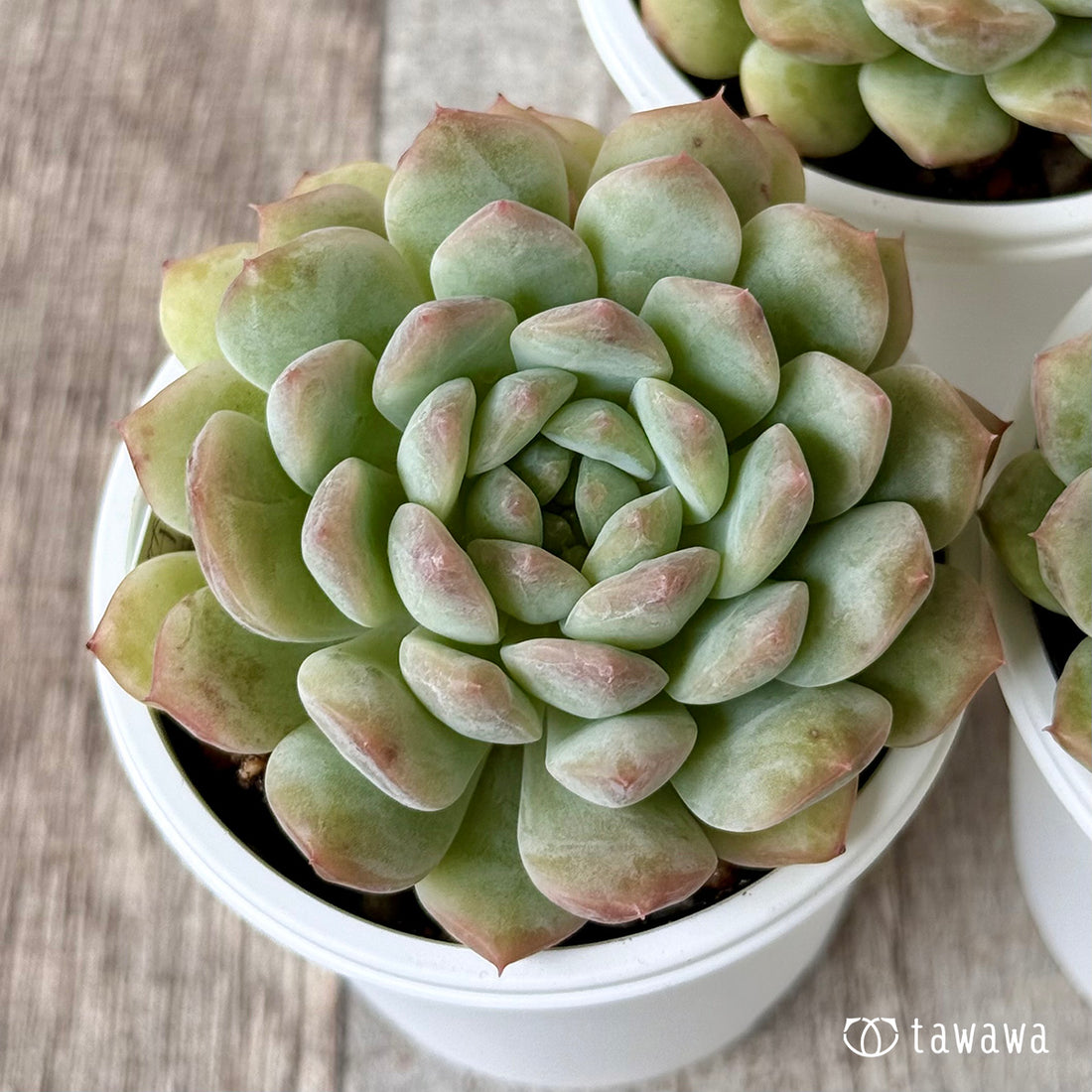 New Arrivals: Ice Green