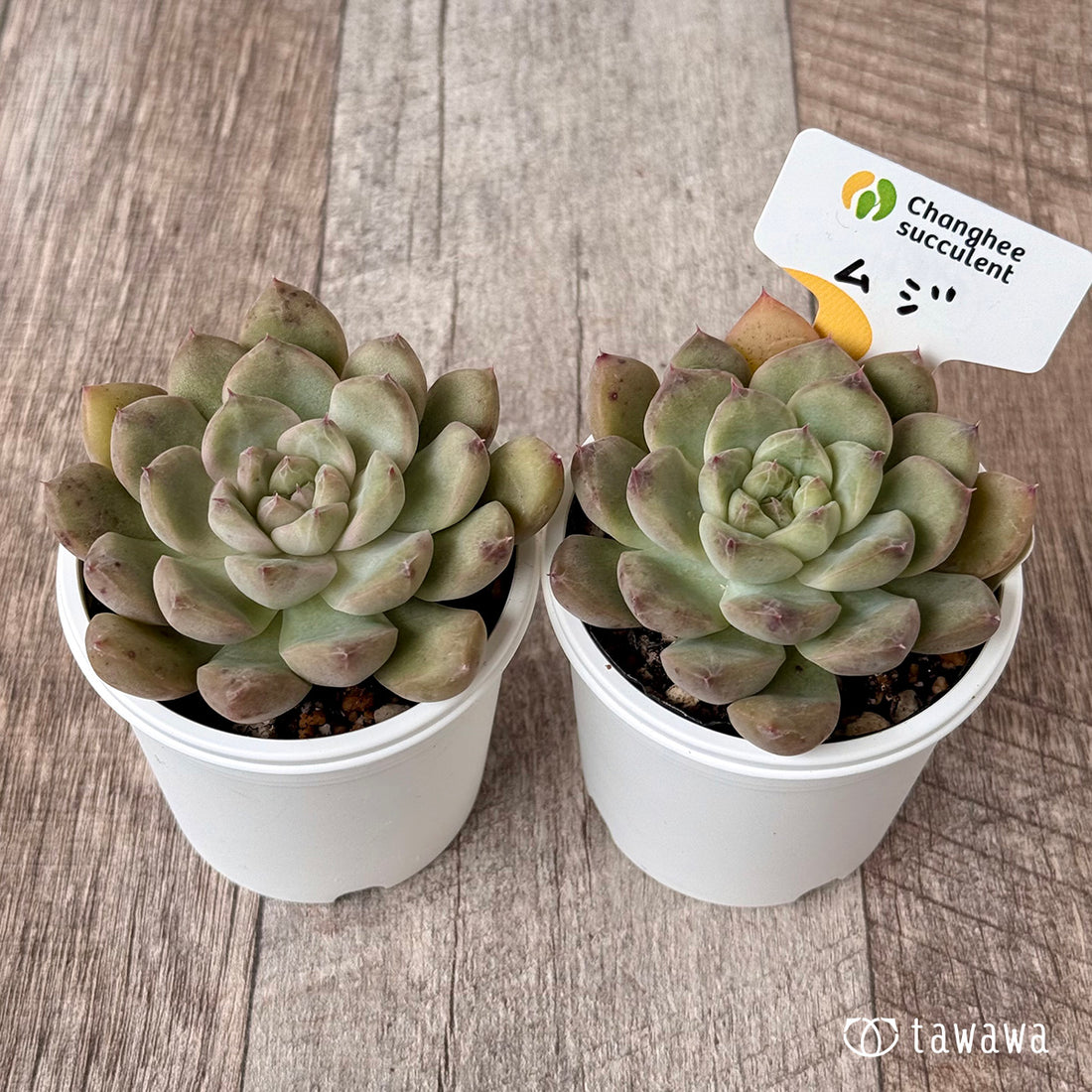 ＊新発売＊　ムジ（チャンヒー農園）【tawawaハウス苗】