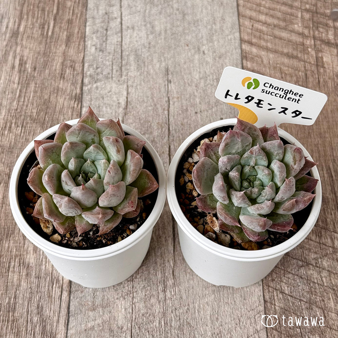 New Arrivals: Ice Green