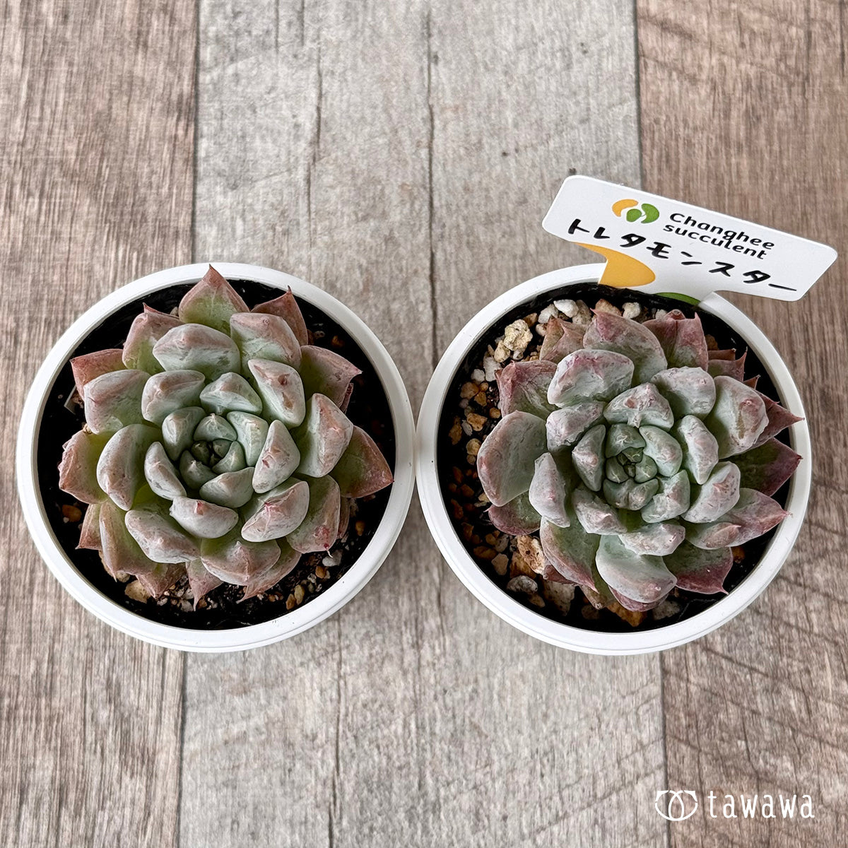 New Arrivals: Ice Green