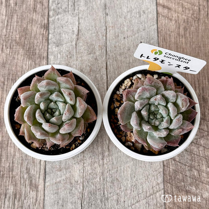 New Arrivals: Ice Green