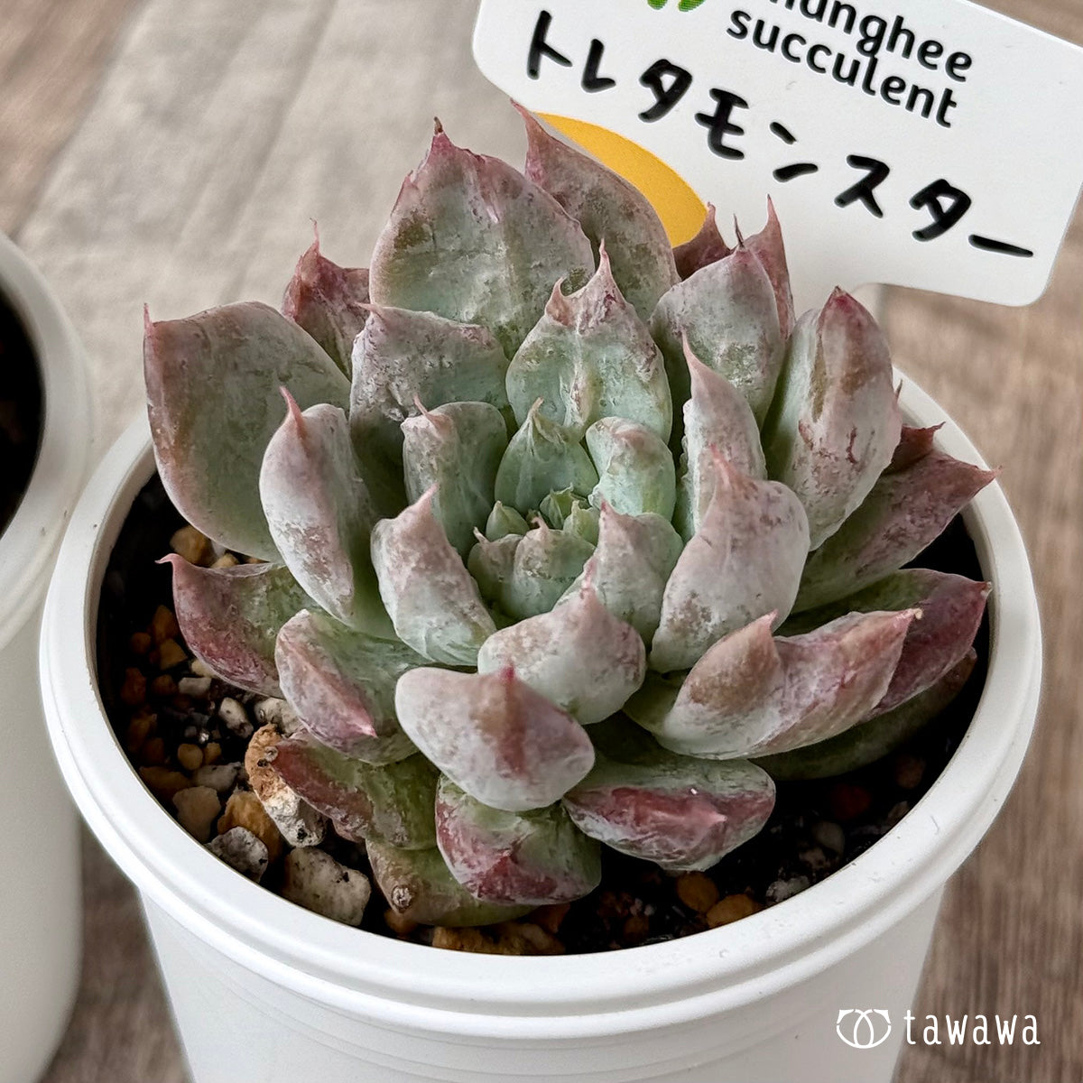 New Arrivals: Ice Green