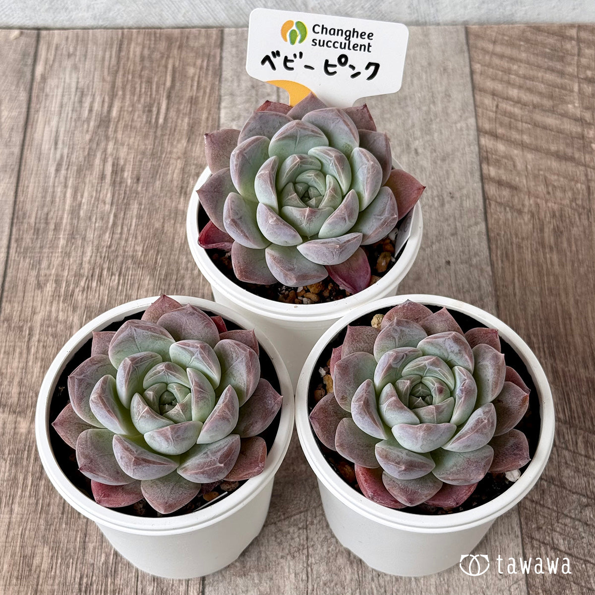 直輸入 – Page 140 – 多肉植物の通販・販売サイト tawawa