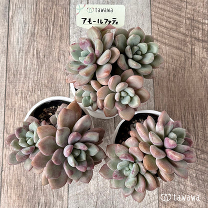 ＊新発売＊　アモールファティ《多頭》【tawawaハウス苗】