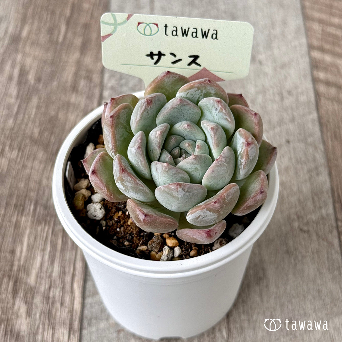 Sanse [Tawawa House Seedling]