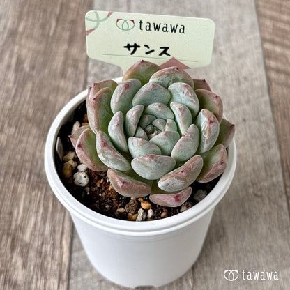 ＊新発売＊　サンス【tawawaハウス苗】