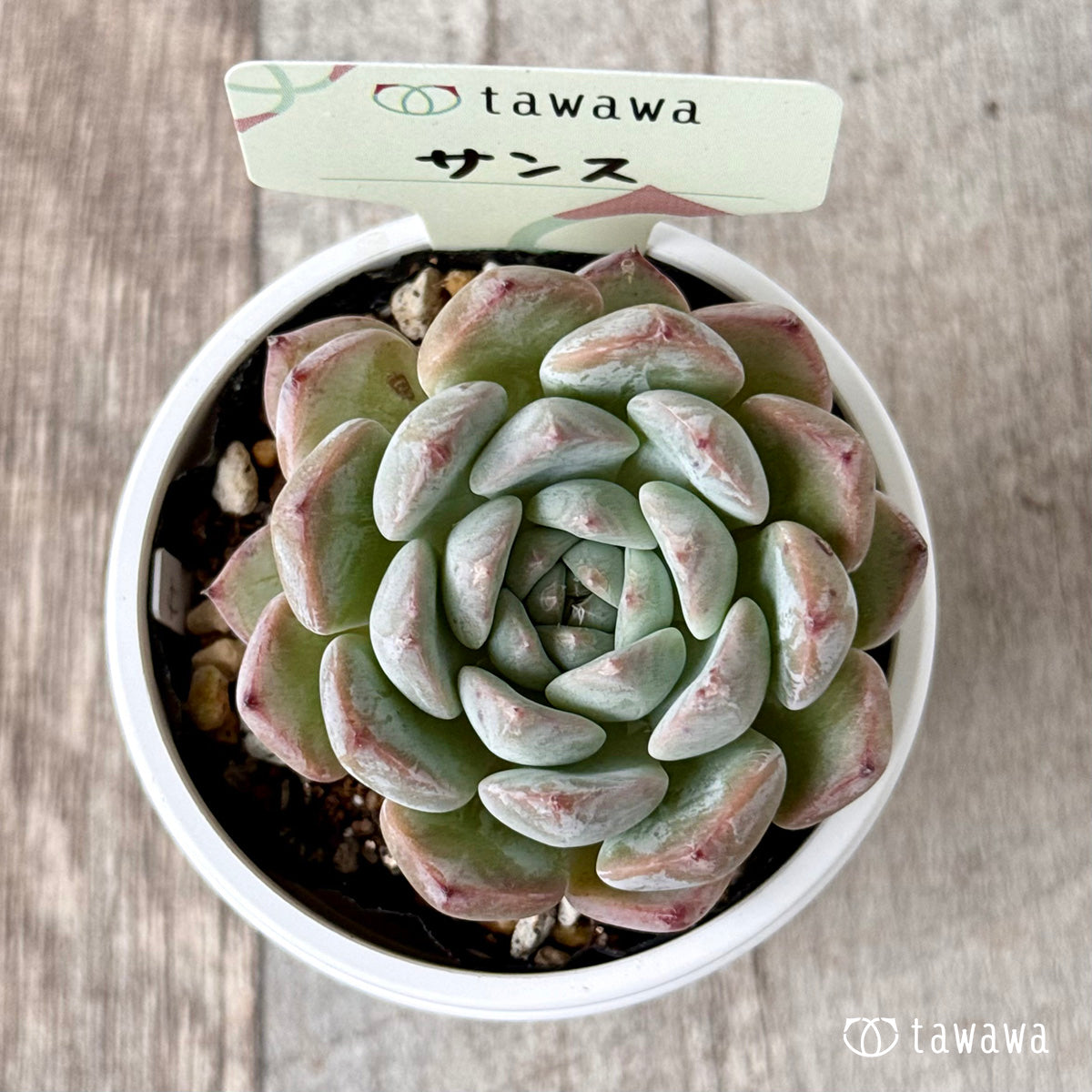 Sanse [Tawawa House Seedling]