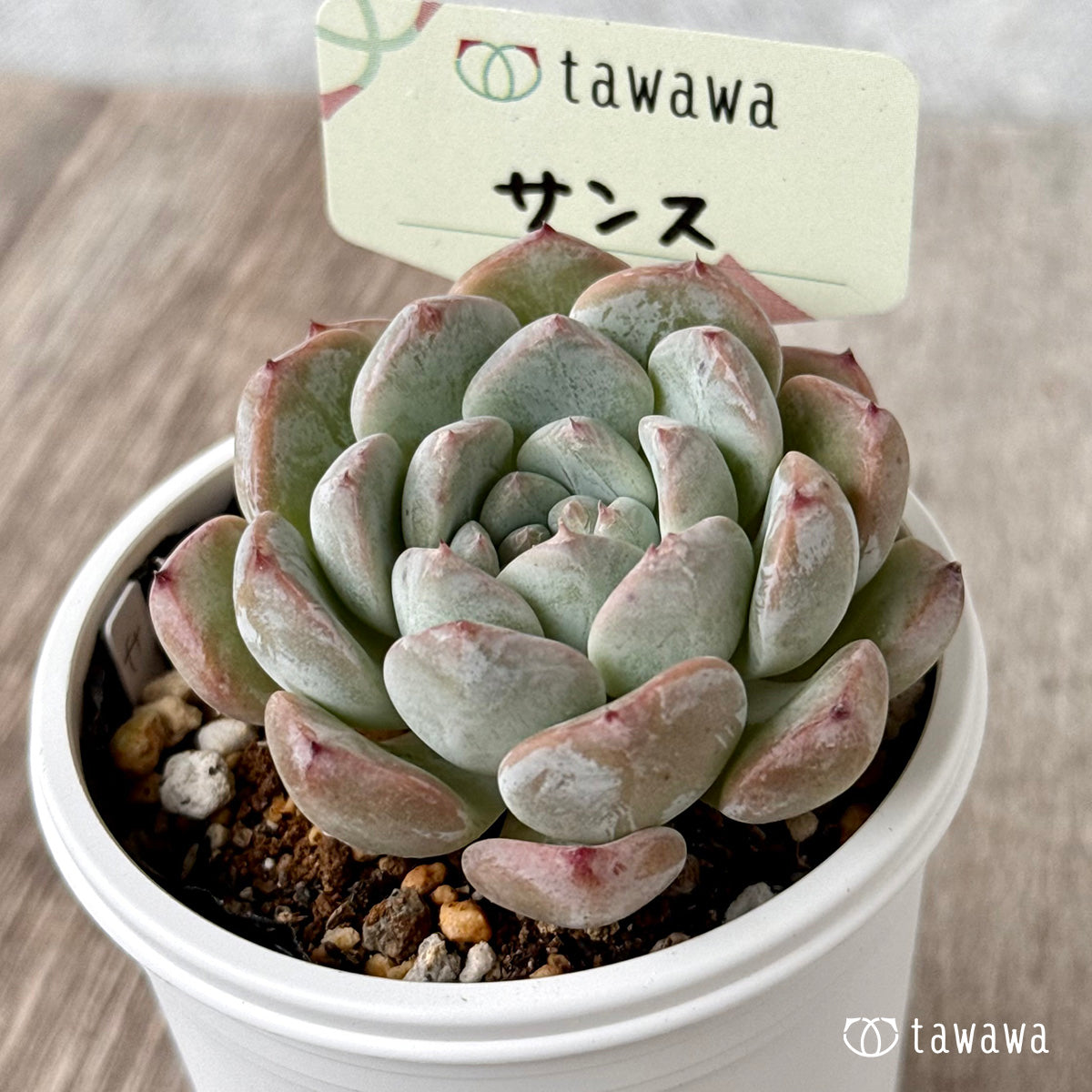 Sanse [Tawawa House Seedling]