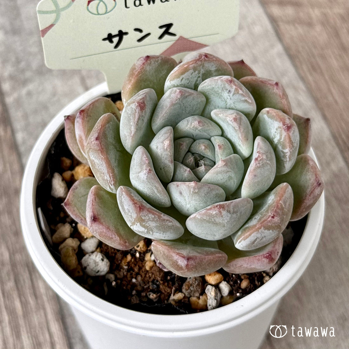 多肉植物 韓国苗 Echeveria1129-MD-MIX124多肉植物 寄せ植えに♪（お