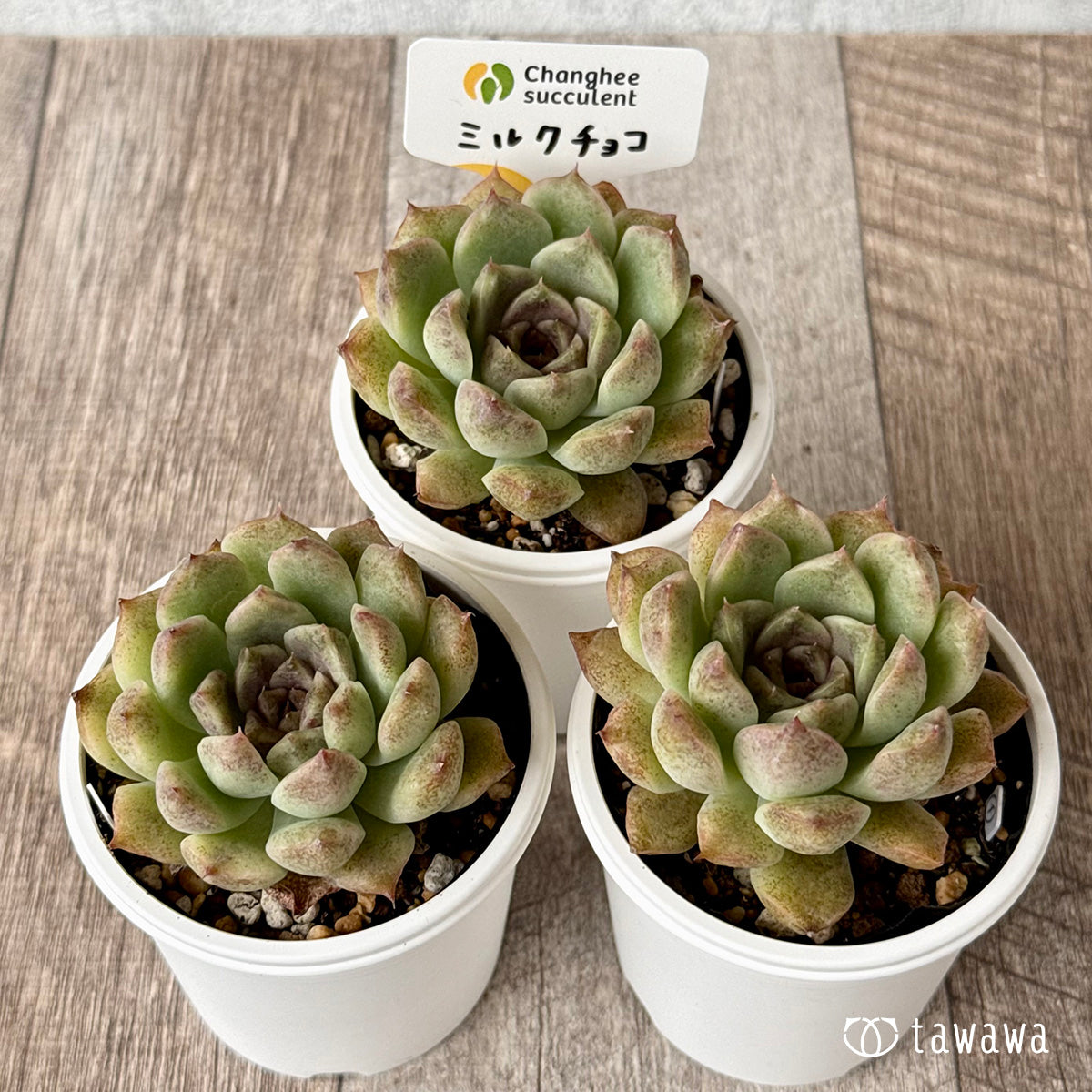 多肉植物　エルメス　韓国苗 多肉植物 韓国苗 Echeveria1129-MD-MIX124多肉植物 寄せ植えに♪（お