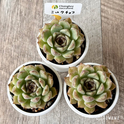New Arrivals: Ice Green