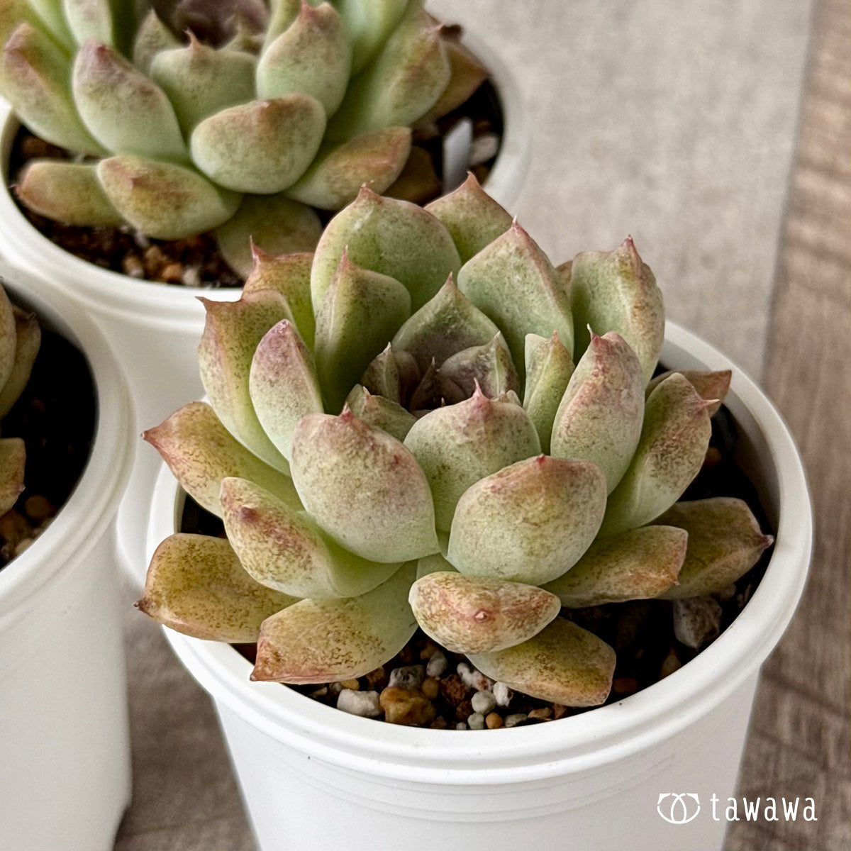 New Arrivals: Ice Green