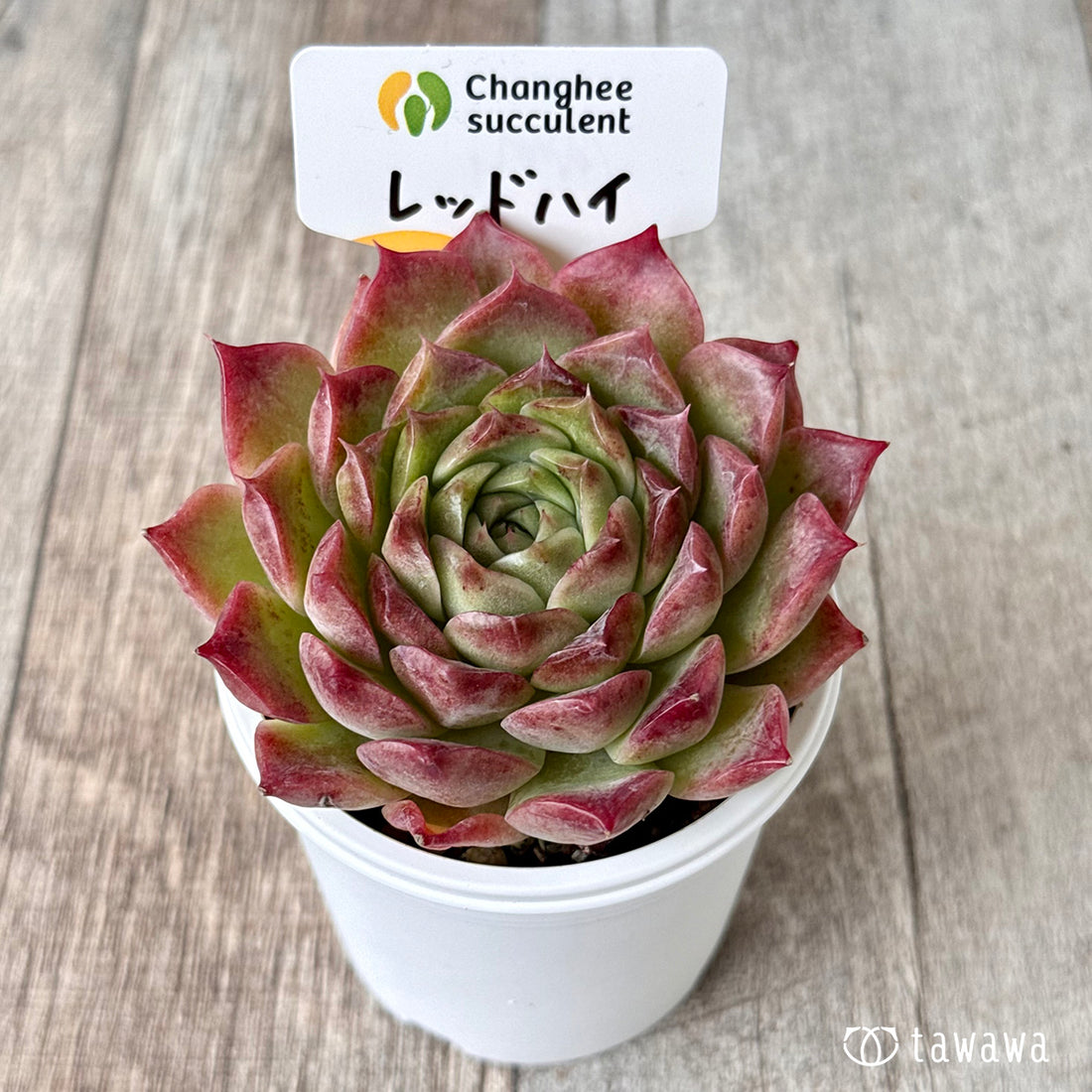 ＊新発売＊　レッドハイ（チャンヒー農園）【tawawaハウス苗】