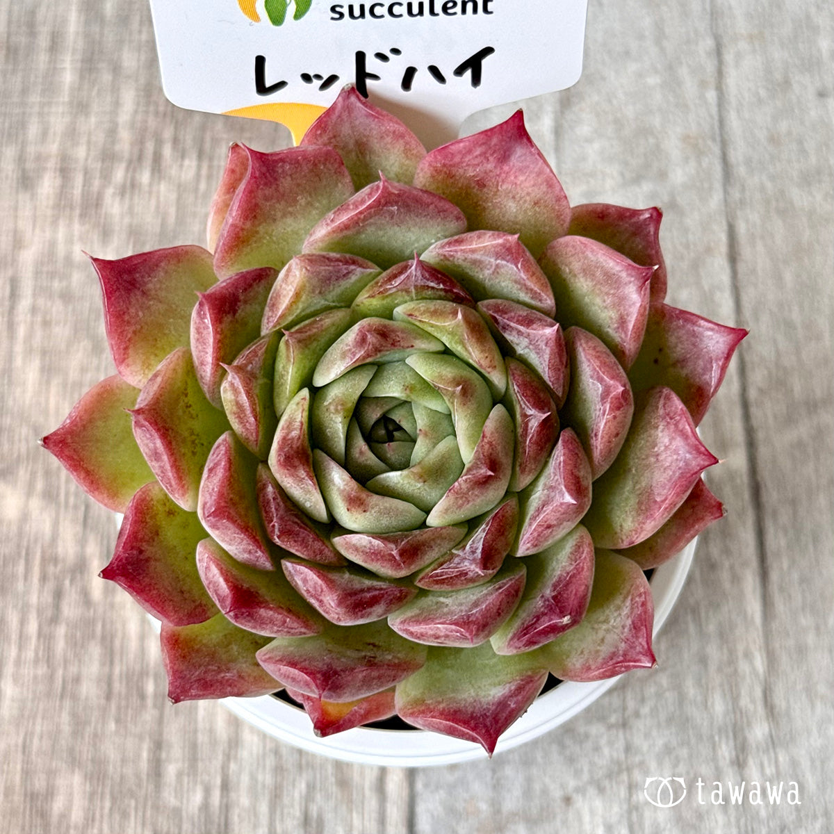 ＊新発売＊　レッドハイ（チャンヒー農園）【tawawaハウス苗】