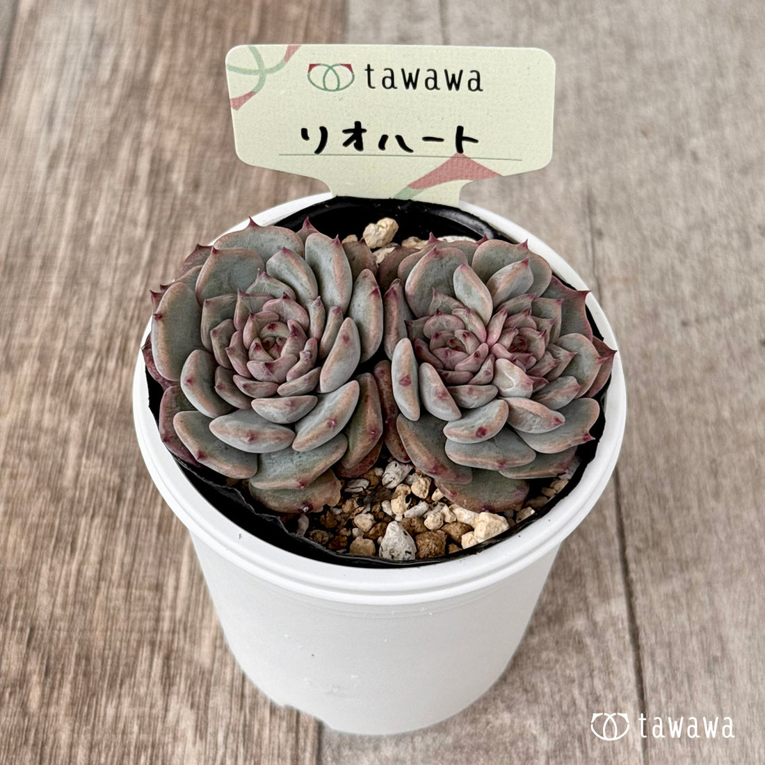 ＊新発売＊　リオハート【tawawaハウス苗】