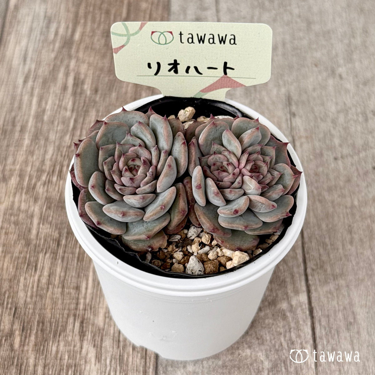 ＊新発売＊　リオハート【tawawaハウス苗】