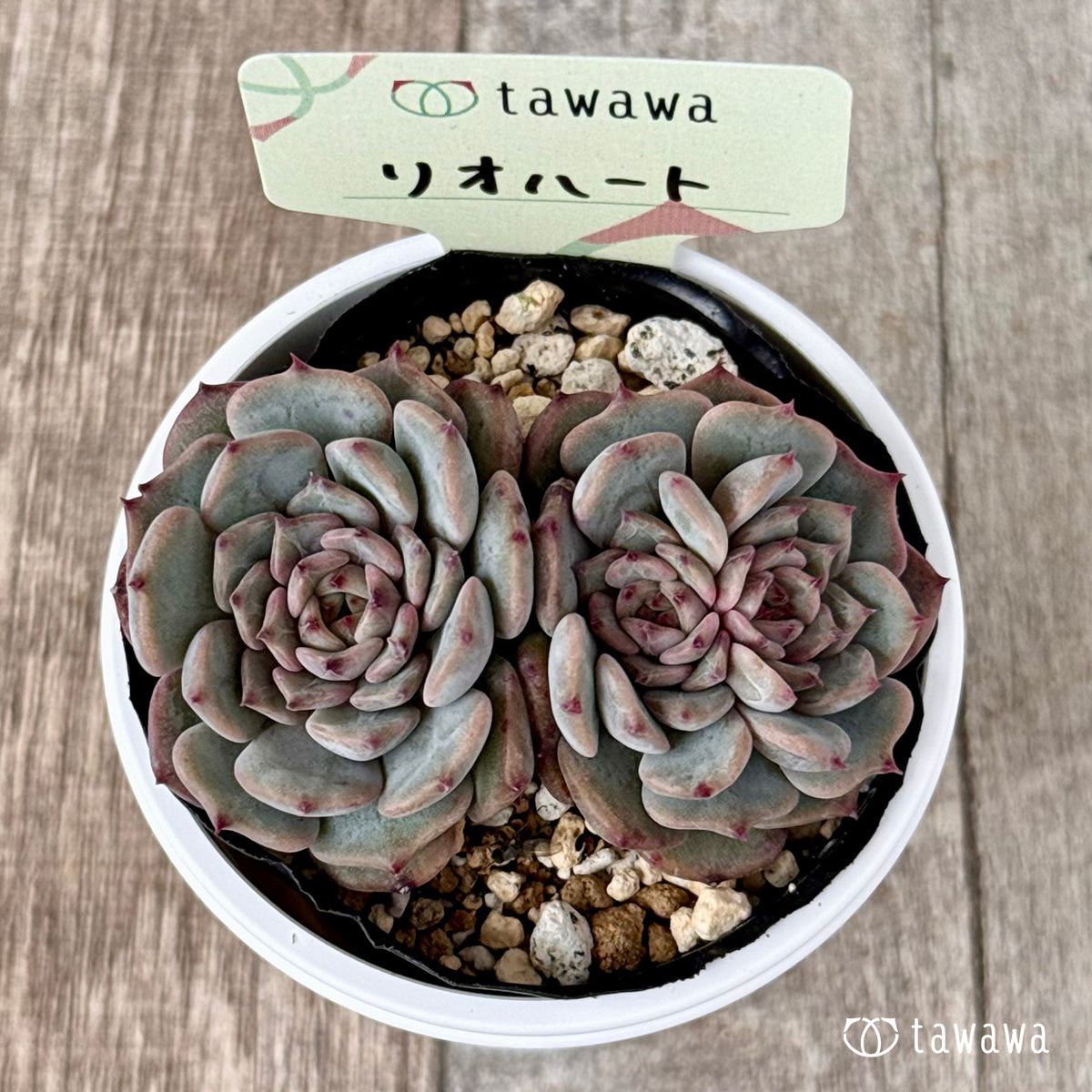 ＊新発売＊　リオハート【tawawaハウス苗】