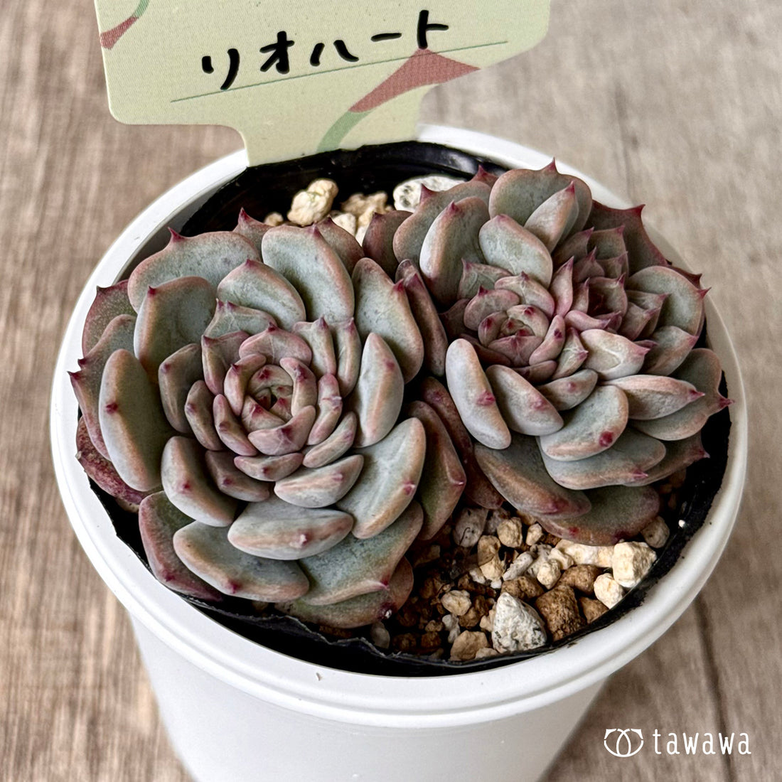 ＊新発売＊　リオハート【tawawaハウス苗】