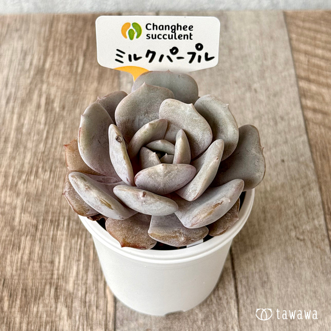 New Arrivals: Ice Green