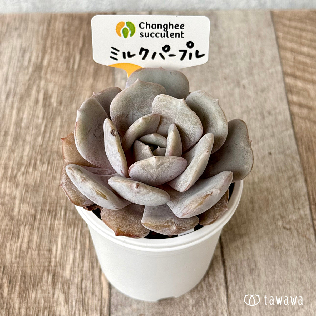New Arrivals: Ice Green