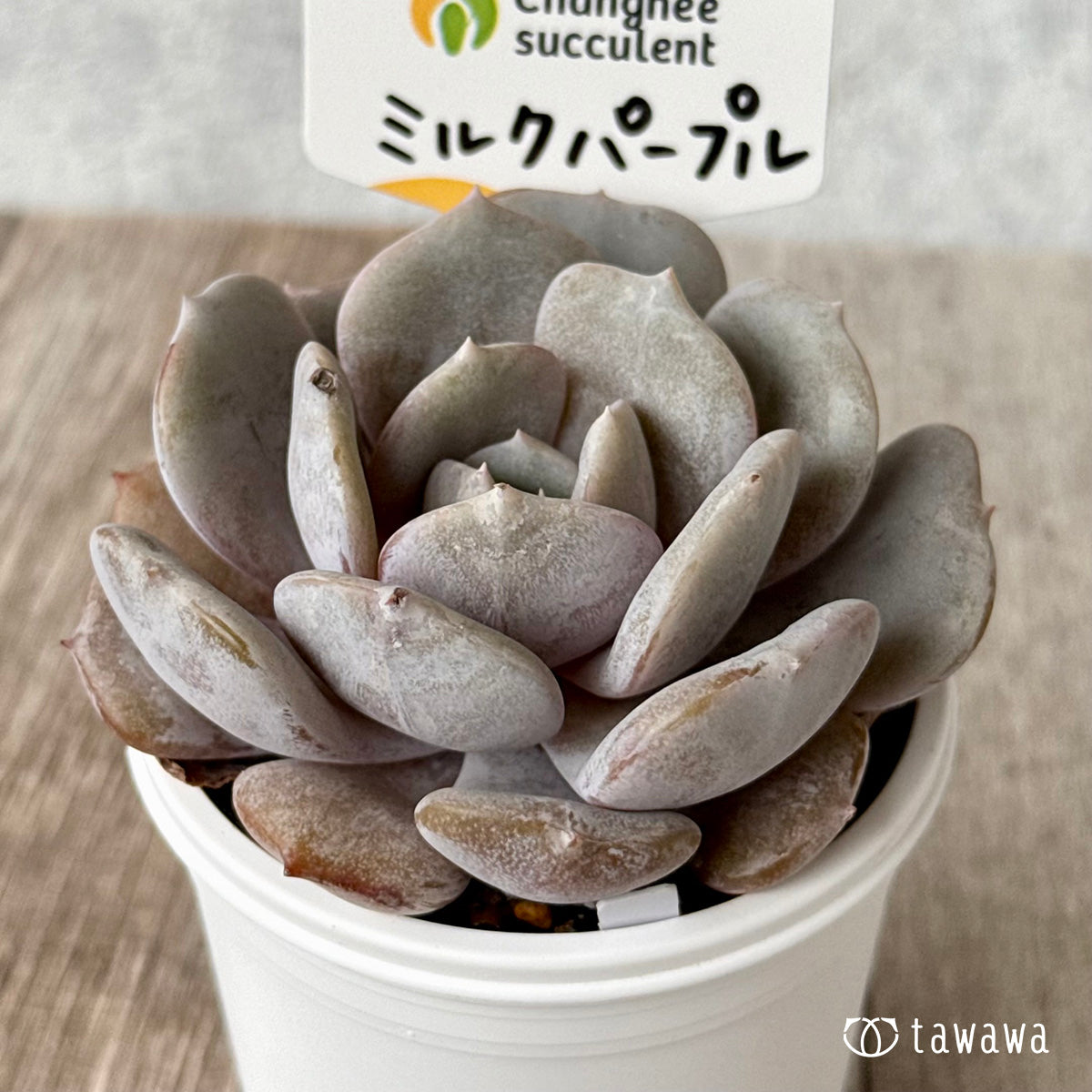 New Arrivals: Ice Green