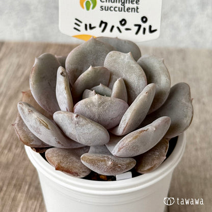 New Arrivals: Ice Green
