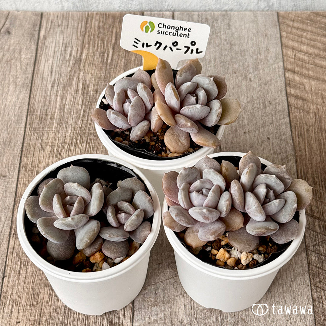 New Arrivals: Ice Green