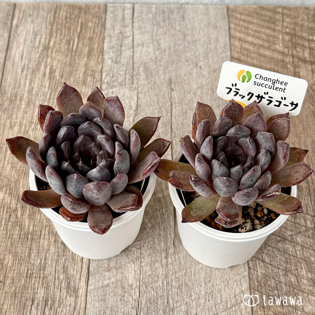 ＊新発売＊　ブラックザラゴーサ（チャンヒー農園）【tawawaハウス苗】