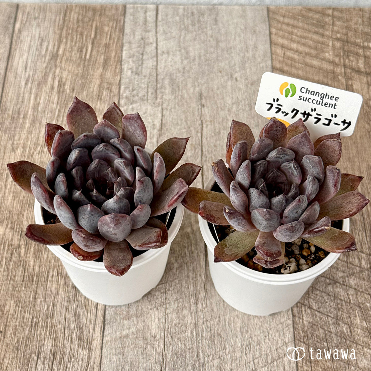 ＊新発売＊　ブラックザラゴーサ（チャンヒー農園）【tawawaハウス苗】