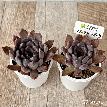 ＊新発売＊　ブラックザラゴーサ（チャンヒー農園）【tawawaハウス苗】