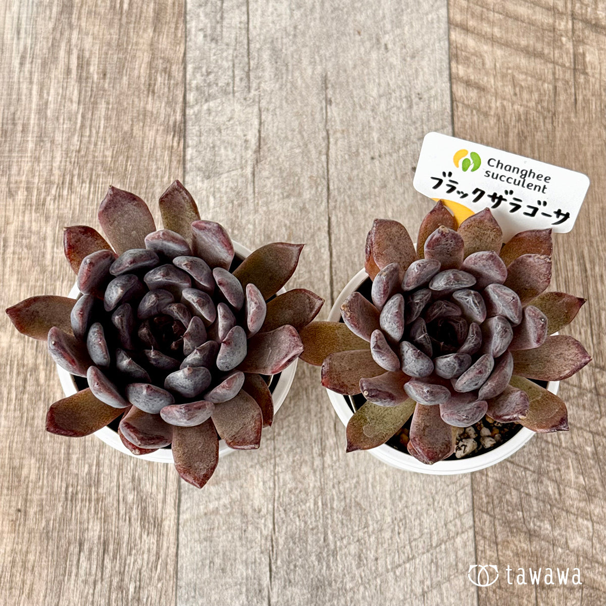 ＊新発売＊　ブラックザラゴーサ（チャンヒー農園）【tawawaハウス苗】