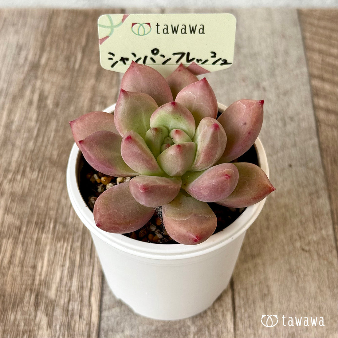 ＊新発売＊　シャンパンフレッシュ【tawawaハウス苗】