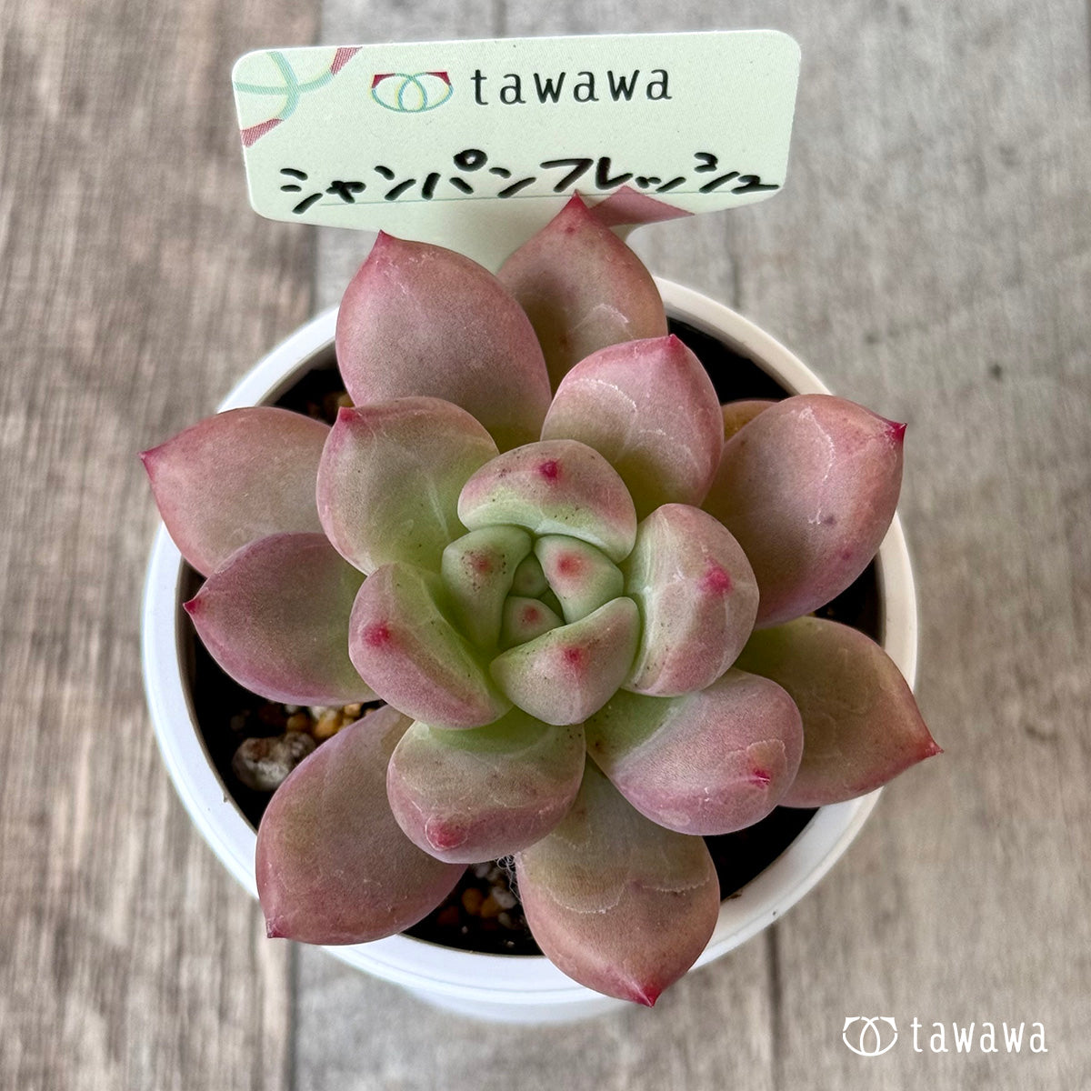 シャンパンフレッシュ【tawawaハウス苗】