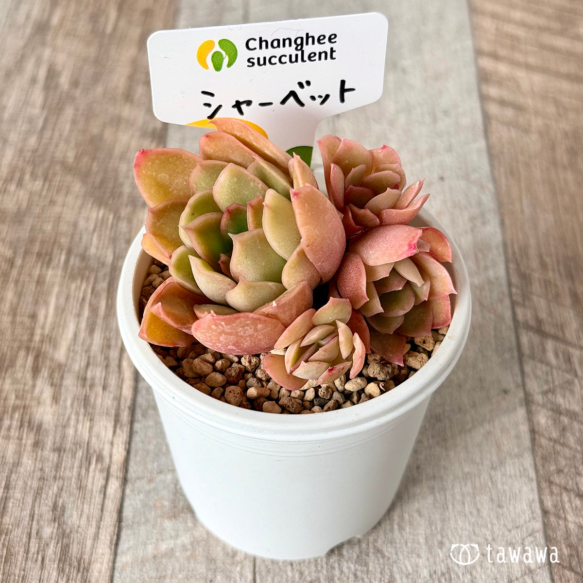 シャーベット　（チャンヒー農園苗）